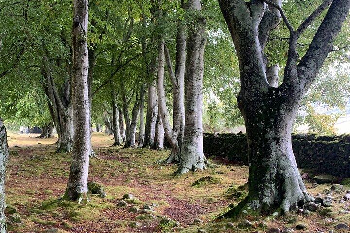 Invergordon Shore Excursion Loch Ness, Destilaria e Castelos