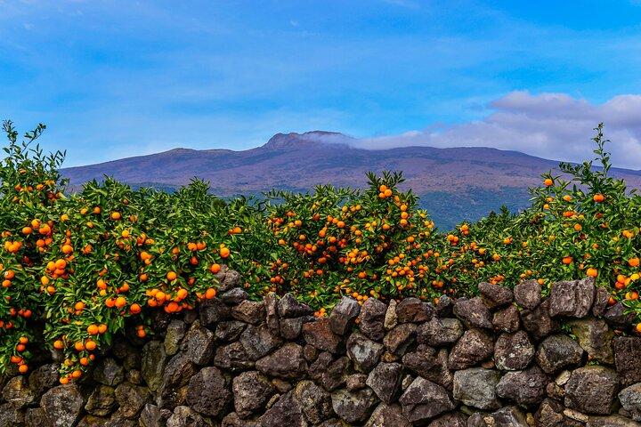 Cruise Layover : Private Jeju Highlight Tour