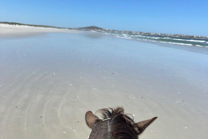 Balade à cheval sur la plage à Yzerfontein, Cap-Occidental