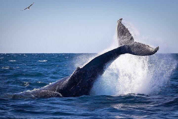 Private Whale Watching Adventure with Schooner Ride