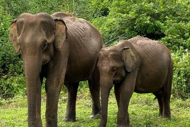 ハンバントタ港からヤラ国立公園サファリ