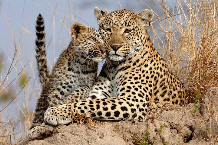 Yala National Park Safari Tours From Hambantota port