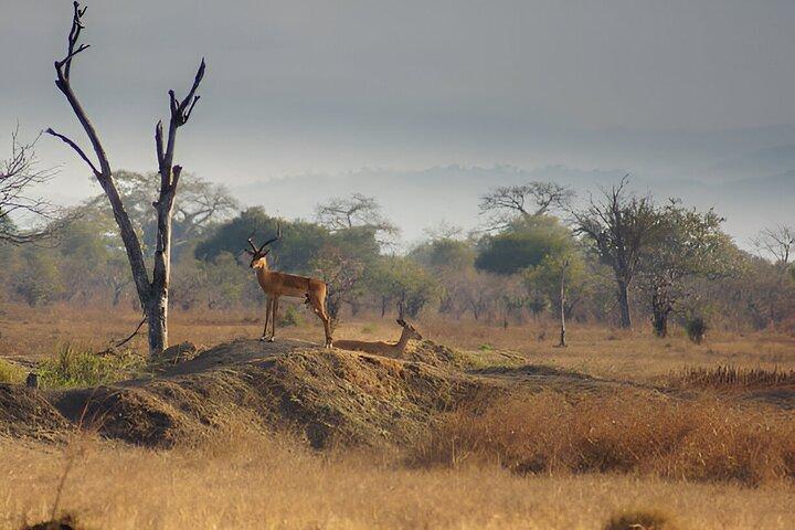 Excursion d'une journée au parc national de Mikumi au départ de Dar es Salaam