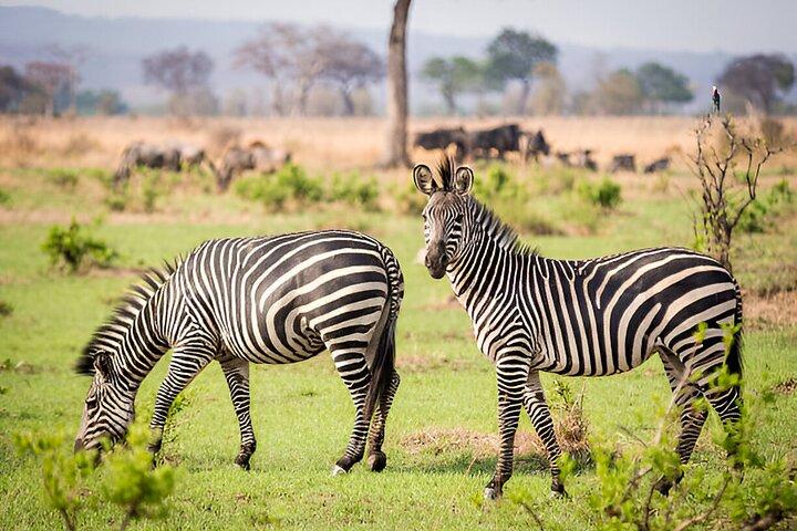 Excursion d'une journée au parc national de Mikumi au départ de Dar es Salaam