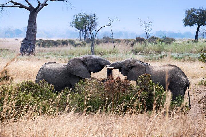 Excursion d'une journée au parc national de Mikumi au départ de Dar es Salaam