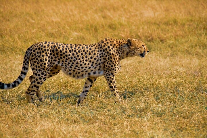 Nairobi City Excursion