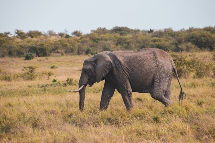 Nairobi City Excursion