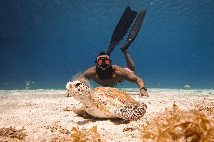 Seabob de Curazao en Playa Piskado Aventura con tortugas marinas