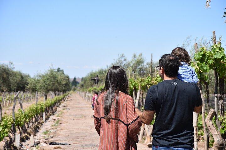 Mendoza vin- og oliesmagning i Maipú