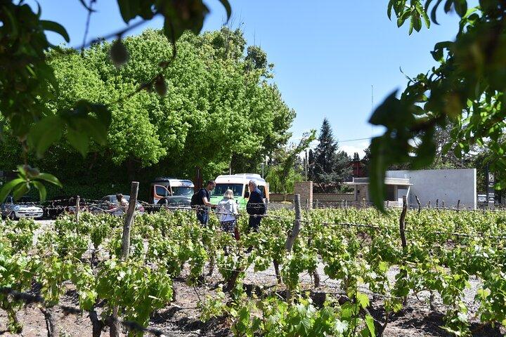Mendoza vin- og oliesmagning i Maipú
