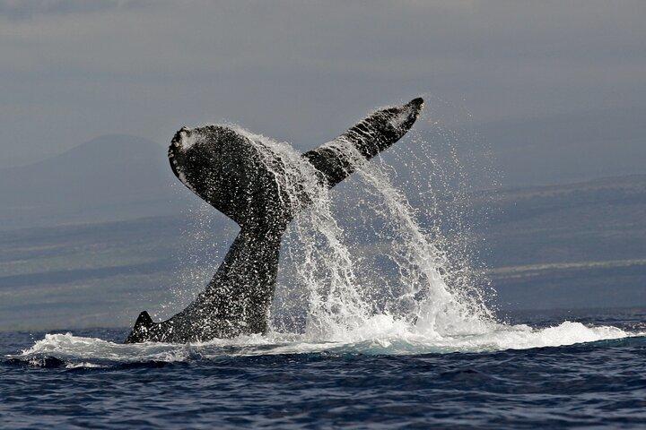Whale Watch Escursione dalla Big Island