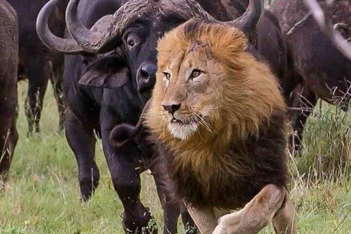 3 Days and 2 Nights Private Safari to Amboseli National Park