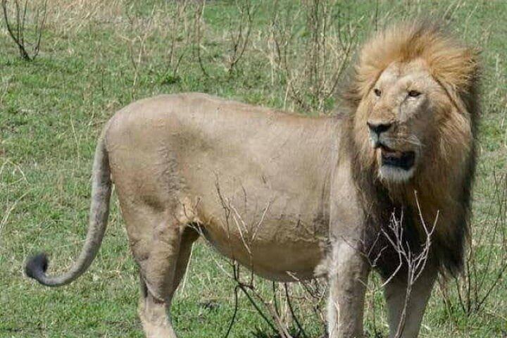 3 Days and 2 Nights Private Safari to Amboseli National Park