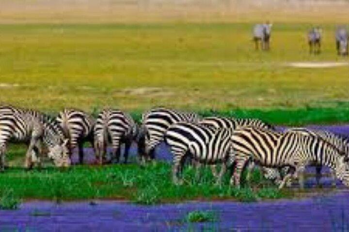 3 Days and 2 Nights Private Safari to Amboseli National Park