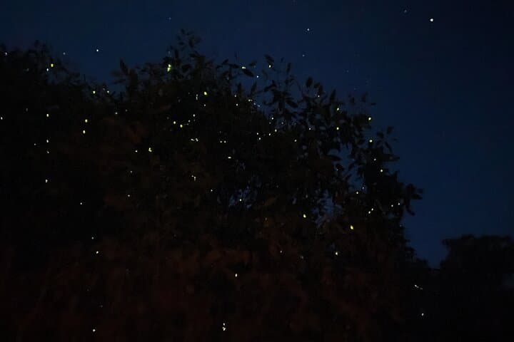 Kuala Selangor Fireflies & Blue Tears Guided Tour w Dinner (SIC)