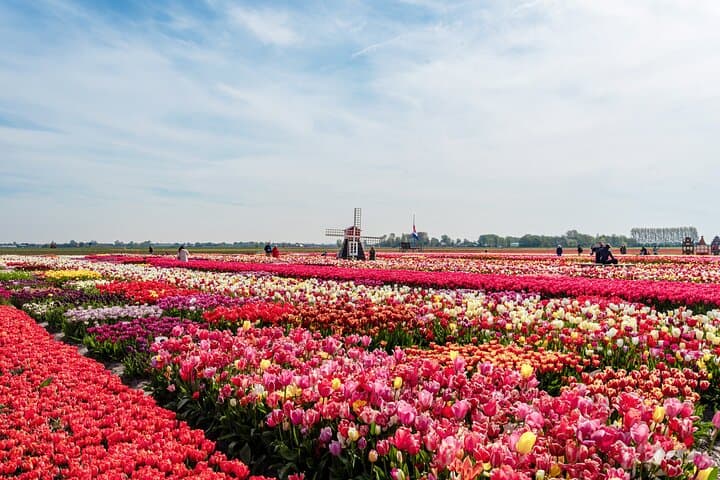 Unique Keukenhof Tour with Ticket, Tulip Field, Tulip Experience