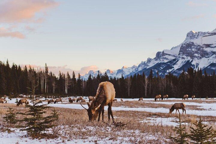 Canmore Evening Wildlife Viewing Tour 3hrs