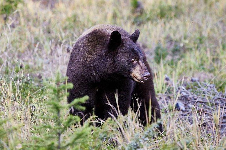 Wilderness and Wildlife Hiking Tour - 3hr Hike