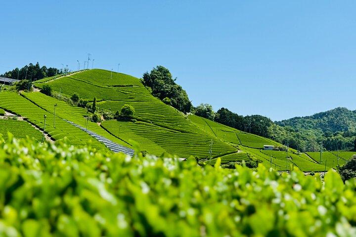 7 Hours Private Guided Tour Uji and Wazuka Matcha Farm