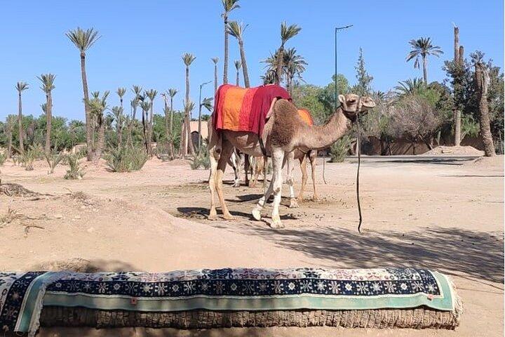 Majorelle Garden e Palmeraie Camel Ride em Marrakech