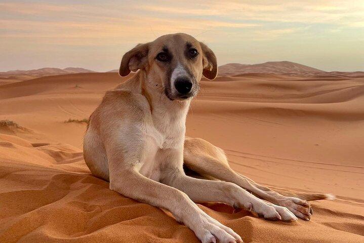 Marrakech To Fes 3 Days Desert Tours