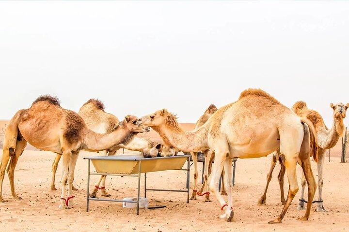 VIP Red Dune Safari mit Live Shows & Grillabend Kamelritt