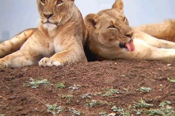 Safari di gruppo di 6 giorni a Mara, Nakuru e Amboseli