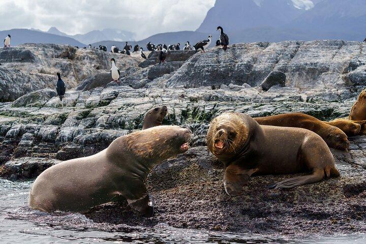 Rundtur i Beagle Channel med promenad i små grupper
