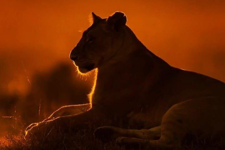 7-dagars Hemmingways Safari