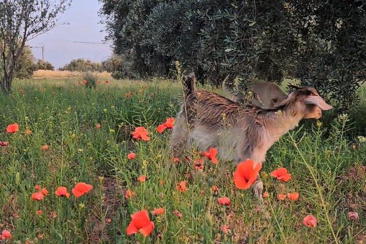 Visita a la granja de rescate en el campo de Marrakech