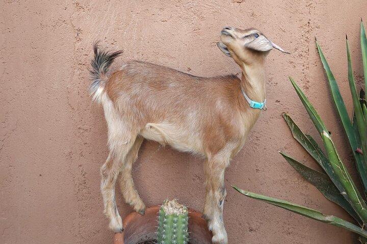 Visita a la granja de rescate en el campo de Marrakech
