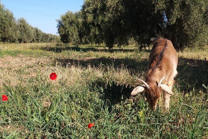 Visita a la granja de rescate en el campo de Marrakech