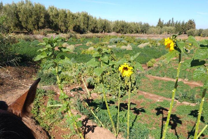 Visita a la granja de rescate en el campo de Marrakech