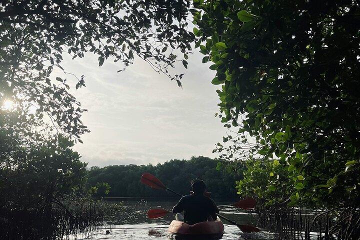 Al Thakira Mangrove Kajakabenteuer mit Transfer