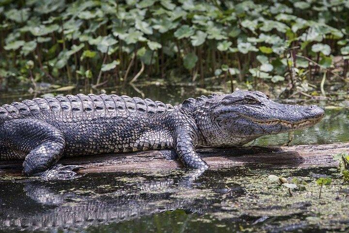 Everglades Airboat Experience – Vida silvestre y humedales