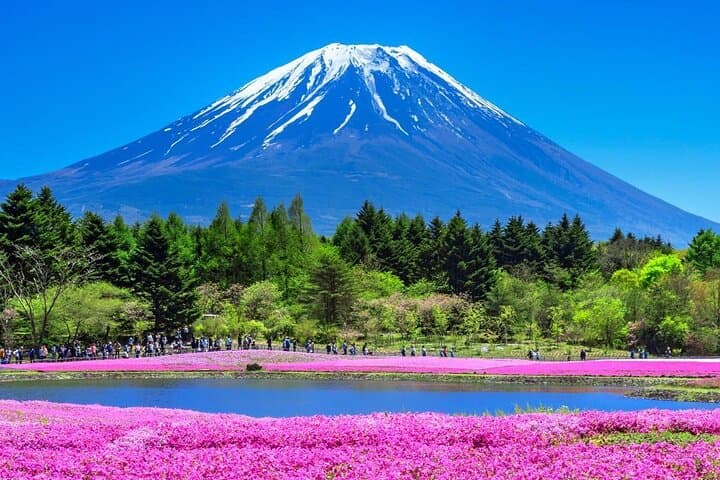 Mount Fuji & Fuji Shibazakura Festival One Day Trip From Tokyo