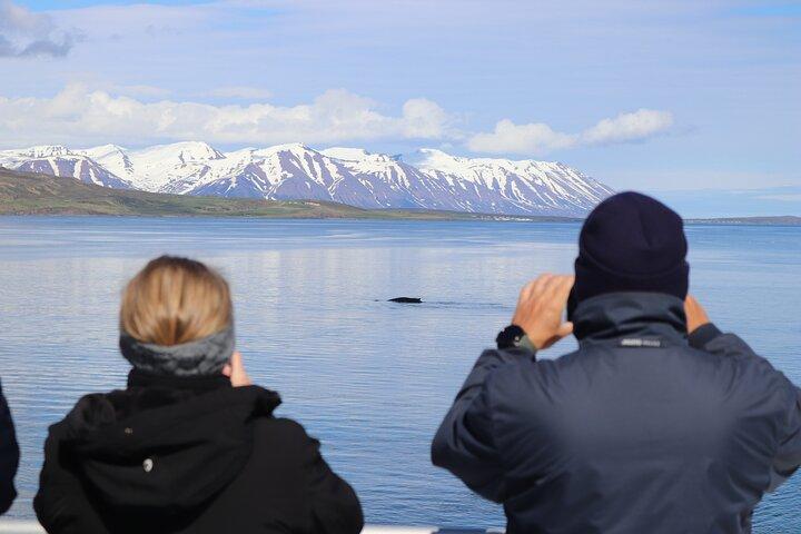 Hvalsafaritur fra Akureyri City Central