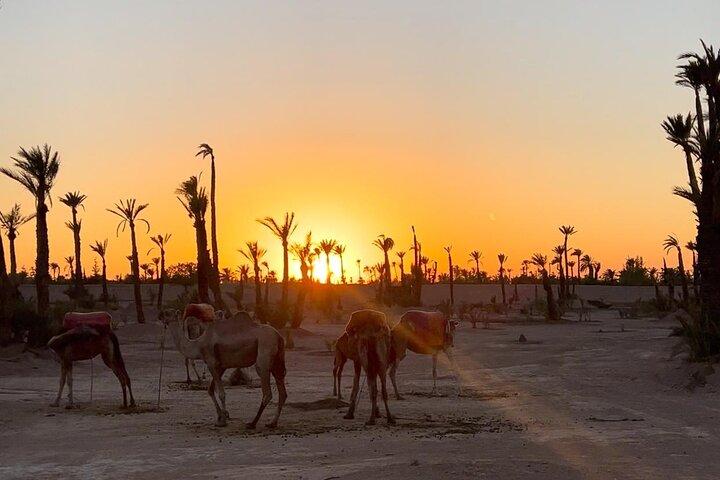 Camel Ride op de Palm Groves in Marrakech