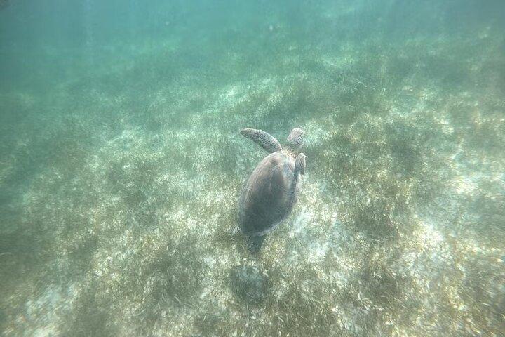 Schwimmen mit Schildkröten in Akumal, Cenote- und Tulum-Ruinen-Tour