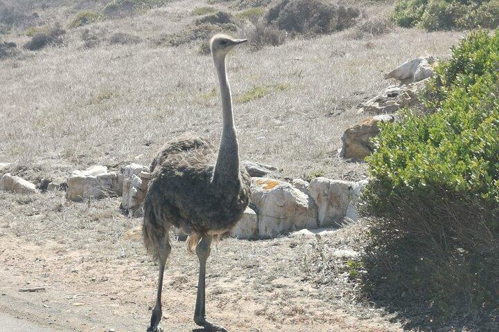 ケープタウン発喜望峰とペンギン全日ツアー