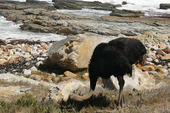ケープタウン発喜望峰とペンギン全日ツアー