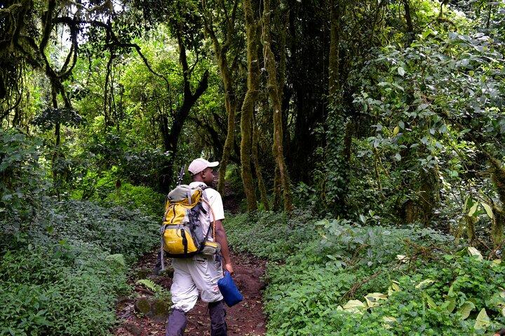Caminata de un día al Kilimanjaro : Ruta Marangu o Ruta Machame