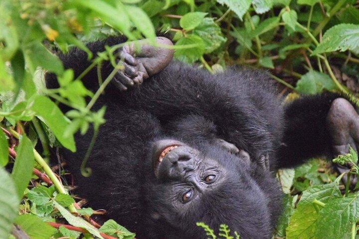Gorilla Trekking Safari em Uganda.