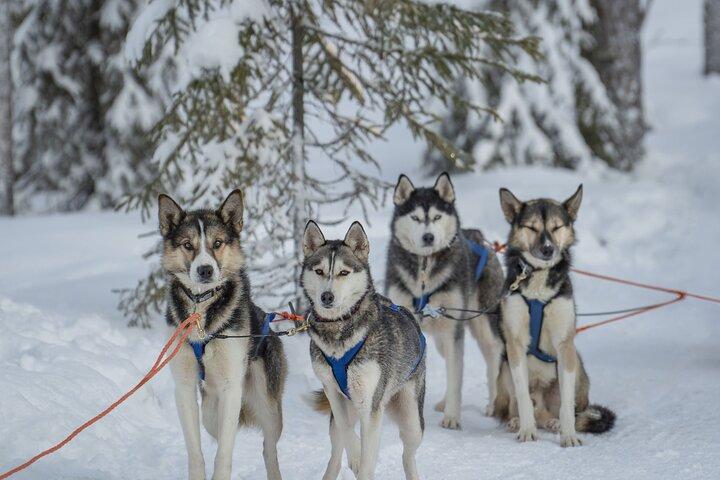 Pêche sur Glace et Expérience Husky en Laponie
