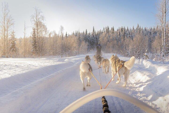 Snowy Trails 10 km Husky Safari fra Rovaniemi