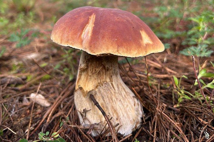 オアハカのシエラノルテの森をハイキング