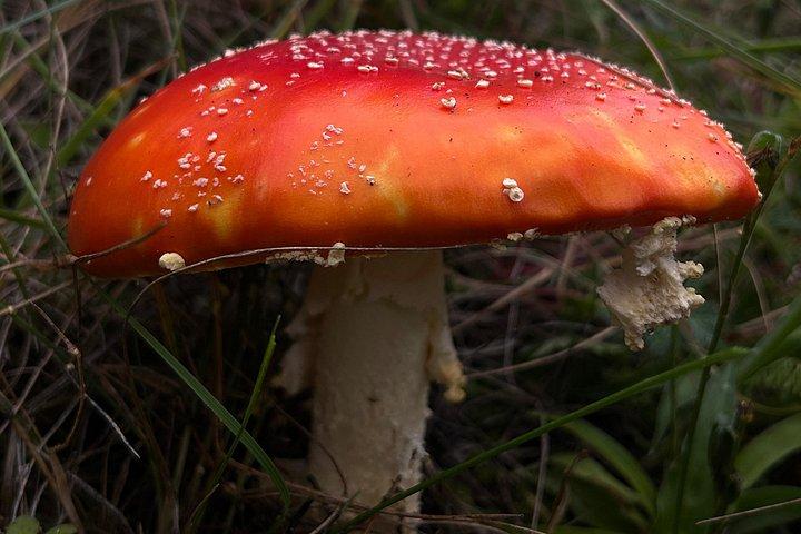 オアハカのシエラノルテの森をハイキング