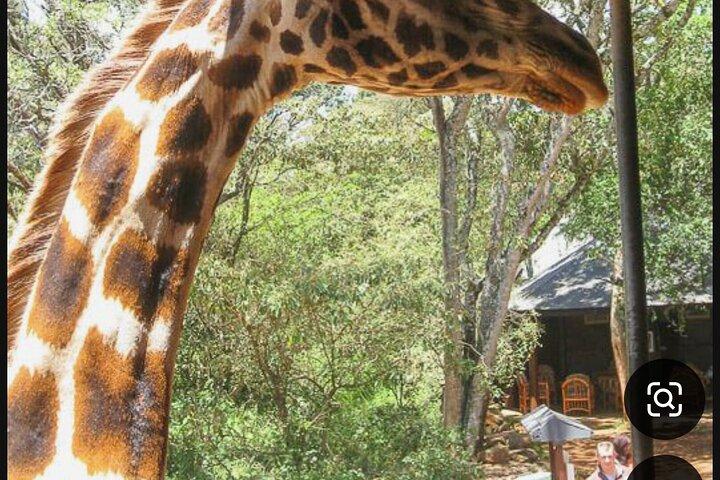 ナイロビ国立公園キリンセンターと肉食レストラン