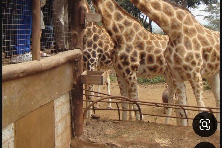 ナイロビ国立公園キリンセンター肉食ランチ