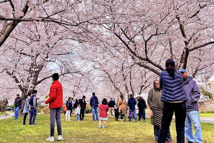 Tagesausflug von NYC nach D.C : Thomas Jefferson Memorial to Cherry Blossoms